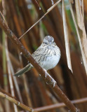 Lincolns Sparrow-7.jpg
