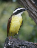 Kiskadee-6.jpg