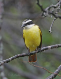 Kiskadee-7.jpg