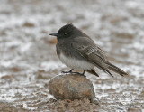 Black Phoebe-4.jpg