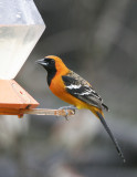 Hooded Oriole-2.jpg