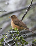 Clay-colored Robin-4.jpg