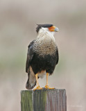 Caracara-1.jpg