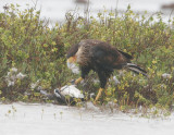 Caracara-6.jpg