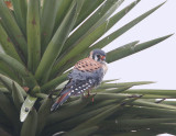 Kestral_2.jpg