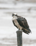 Osprey_6.jpg