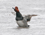 Redhead-3.jpg