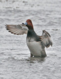 Redhead-5.jpg