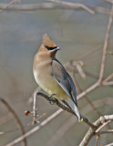 Cedar Waxwing_11.jpg