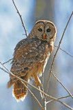 Barred Owl_2.jpg