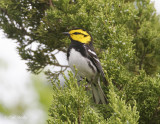 Golden-cheeked Warbler-5.jpg