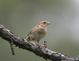 Bachmans Sparrow-1.jpg
