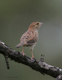 Bachmans Sparrow-2.jpg