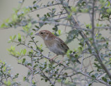 Bachmans Sparrow-4.jpg