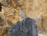 Bachmans Sparrow-6.jpg