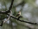 Bachmans Sparrow-7.jpg