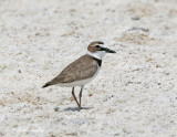 Wilsons Plover-4.jpg