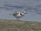 Piping Plover-2.jpg