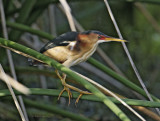 Least Bittern-1.jpg