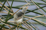 Least Bittern-6.jpg