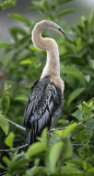 Anhinga-female.jpg
