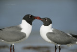 Laughing Gulls-5.jpg