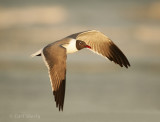 Laughing Gull-9.jpg