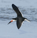 Black Skimmer-5.jpg