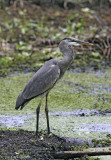 Great Blue Heron-6.jpg