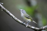 Blue-headed Vireo-4.jpg