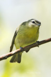 Philadelphia Vireo-4.jpg