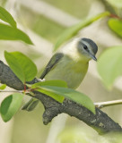 Philadelphia Vireo-6.jpg