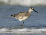 Willet