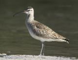 Whimbrel-5