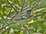 Northern Parula-6.jpg