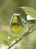 Northern Parula-7.jpg