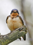 Barn Swallow-7.jpg