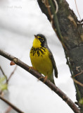 Canada Warbler-2.jpg