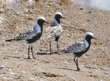 Black-bellied Plovers-2.jpg