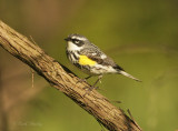 Yellow-rumped Warbler-4.jpg