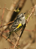 Yellow-rumped Warbler-6.jpg