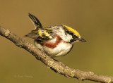 Chestnut-sided Warbler-7.jpg