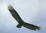 Turkey Vulture-2.jpg