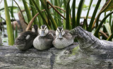 Mottled Ducks.jpg