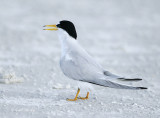 LeastTern-5.jpg