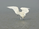 Reddish Egret-5.jpg