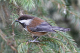 Chestnut-backed Chickadee_4.jpg
