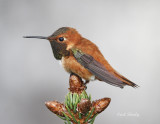 Rufous Hummingbird_4.jpg