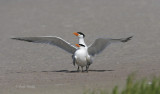 Royal Tern-18.jpg