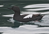 PigeonGuillemot-4.jpg